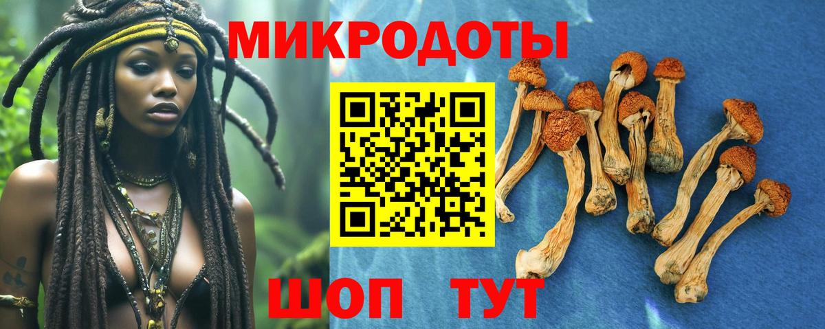 Псилоцибиновые грибы Psilocybe Дербент